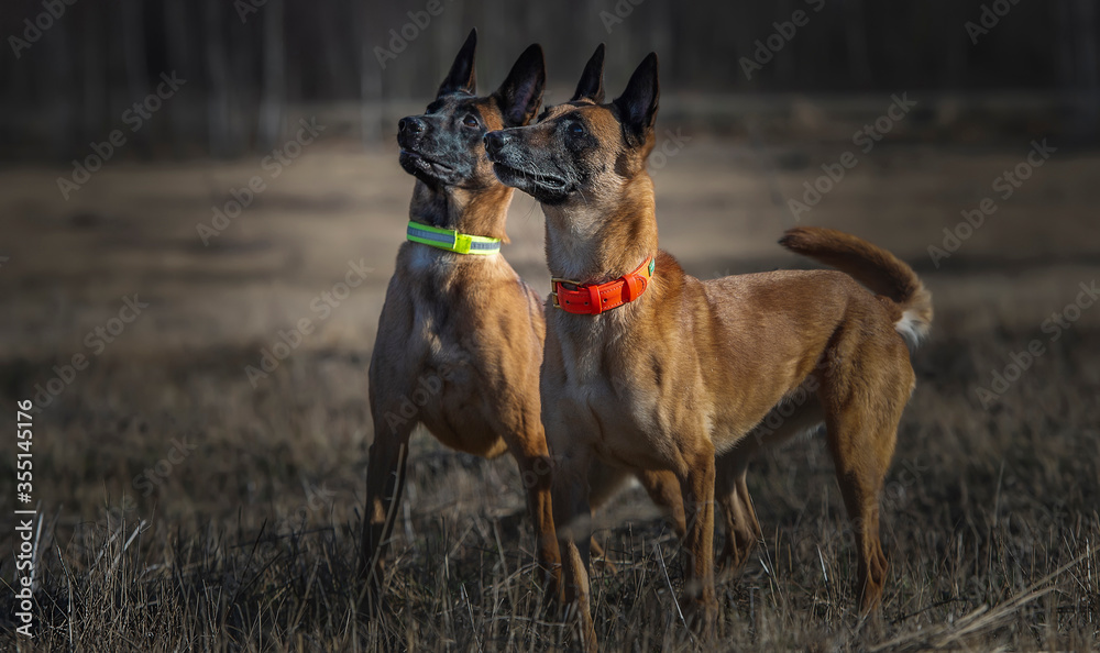 Two red belgian shepherds malinois looking carefully past the camera
