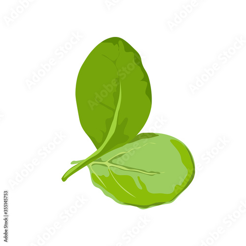 Vector drawing of green fresh spinah. Illustration for design fast food menu. Isolated icon on a white background
