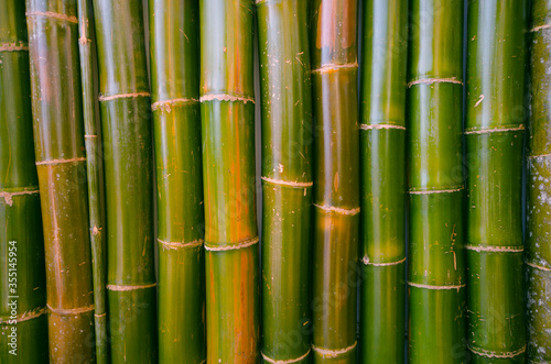 Fresh green bamboo and nodes of the wall