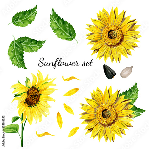 Set of bright yellow sunflower, leaves, seeds, petals isolated on white background. Watercolor gouache hand drawn illustrations in realistic style. Agricultural plantation for oil production.