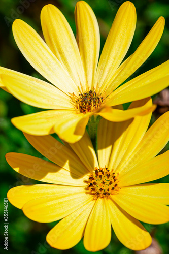macro photograph of a yellow daisy