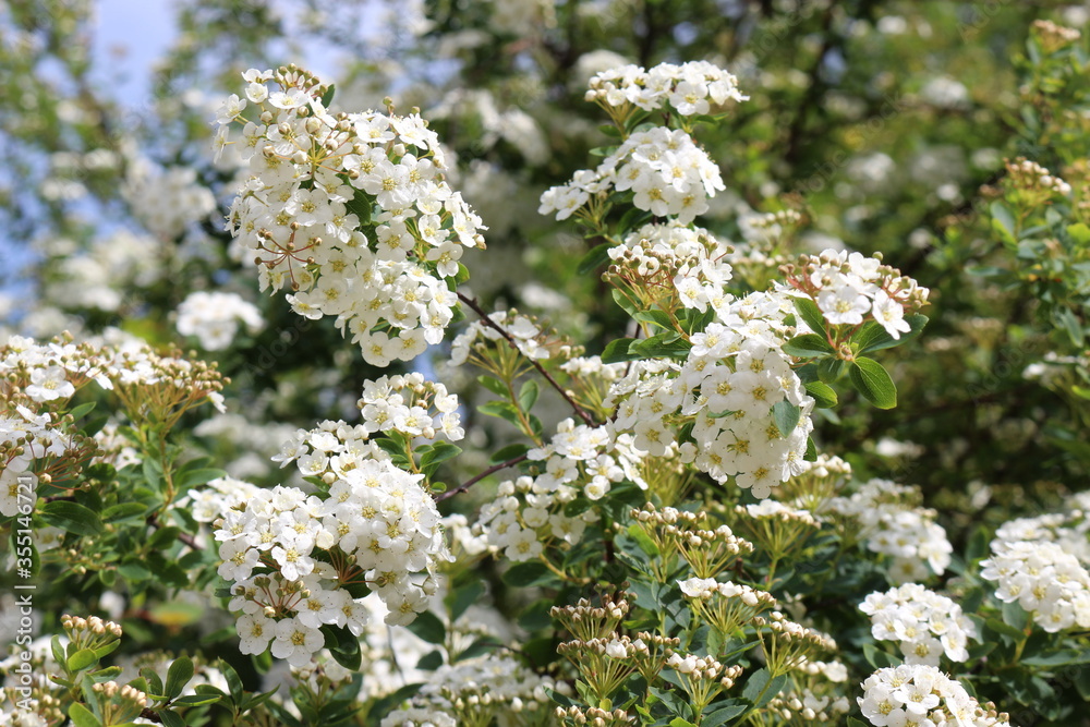 Bunches of white flowers bloom from buds on a bush in spring
Bunches of white flowers bloom from buds on a bush in spring