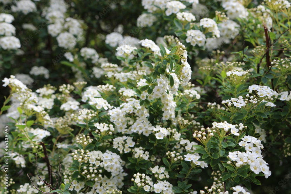 Bunches of white flowers bloom from buds on a bush in spring
Bunches of white flowers bloom from buds on a bush in spring