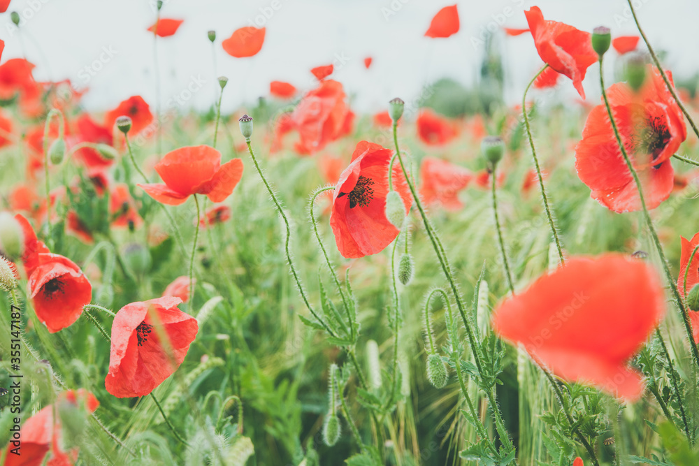 Fototapeta premium Campo de amapolas
