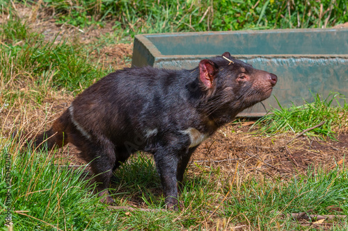 Sarcophilus harrisii known as Tasmanian devil in Australia photo