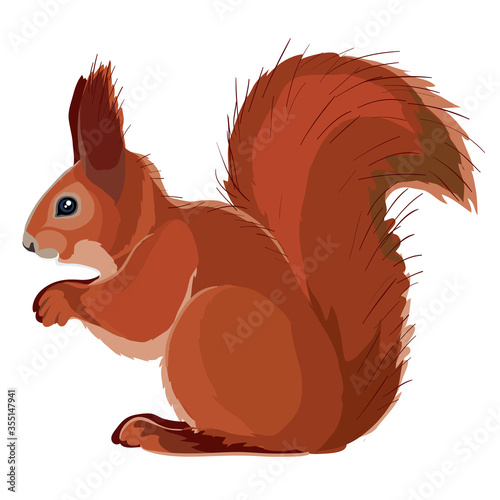 natural red squirrel, isolated object on a white background, vector illustration,
