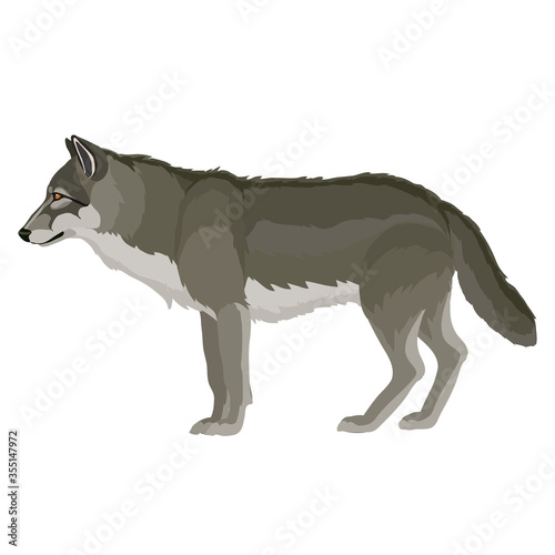 natural gray wolf stands in profile, isolated object on a white background, vector illustration,