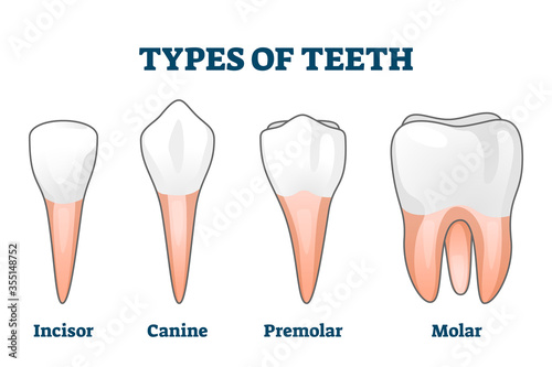 Types of teeth vector illustration. Various human tooth examples collection photo