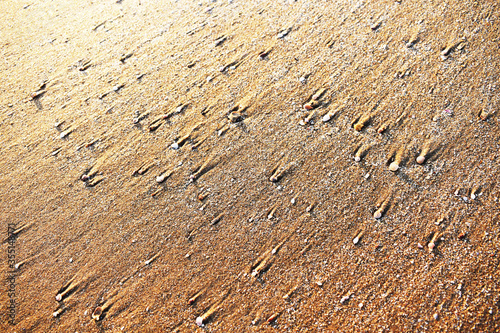 sea shells in sand photo