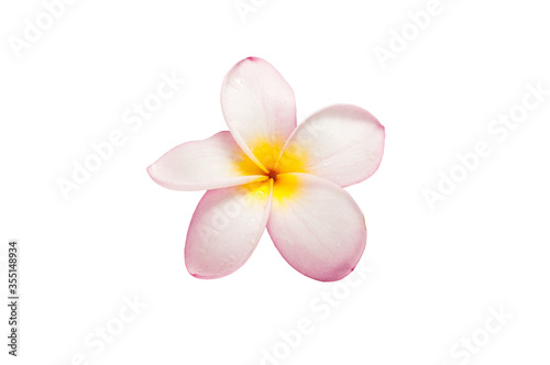 Frangipani Flower
