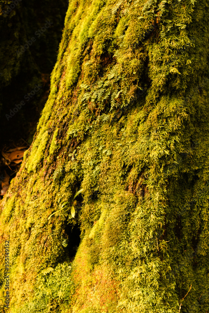 Obraz premium The evergreen forest on the top of the mountain is full of moss, lichens, ferns, vines, wildflowers and algae.