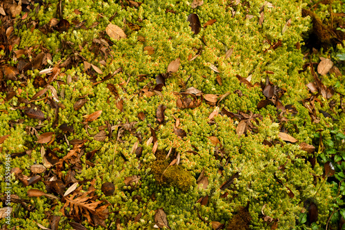 The evergreen forest on the top of the mountain is full of moss, lichens, ferns, vines, wildflowers and algae.
