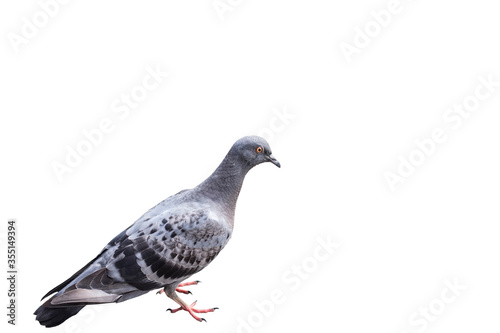 Pigeon isolated on white background,with clipping path