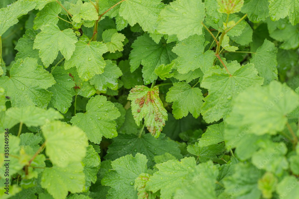 green fresh currant leaves affected by a pest with red spots green fresh currant leaves affected by a pest with red spots