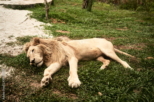 Lion sleeping laid down on the grass at the Vinpearl Safari zoo, in Phu Quoc Island, Vietnam. Concept of nature. Long shot.