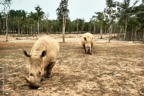 Pair of rhinos having a walk at the Vinpearl Safari zoo, in Phu Quoc Island, Vietnam. Concept of nature. Long shot.