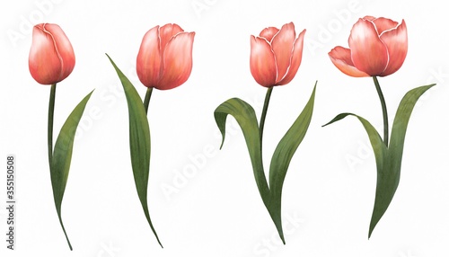 red tulips watercolor isolated on white background 