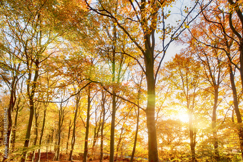 Autumn woodland trees at sunset