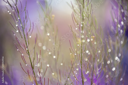 Spikes and blades of grass in the meadow after rain in a sparkling drop. art tender photo. Very soft selective focus. Fairytale bokeh.