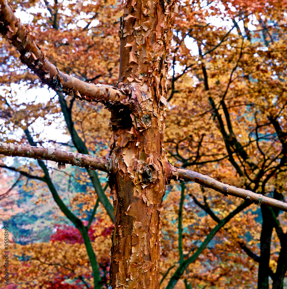 Close up of the Acer griseum Paper Bark Maple in a woodland garden Close up of the Acer griseum Paper Bark Maple in a woodland garden