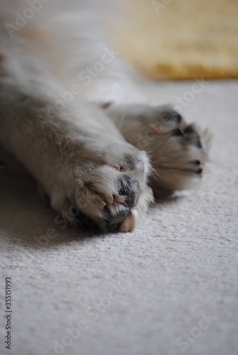 paws of sleeping dog