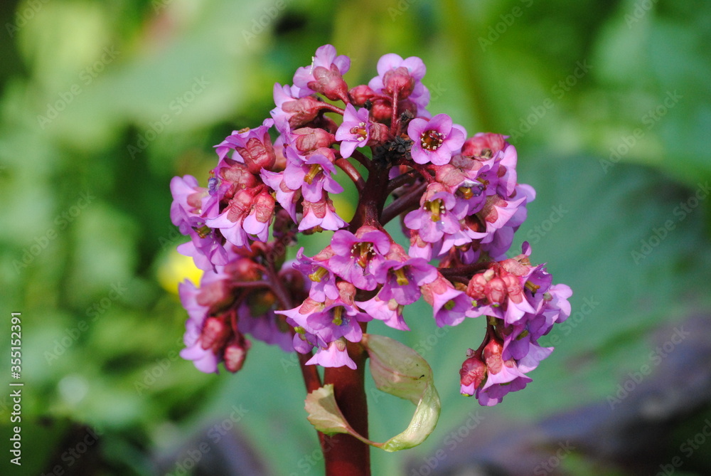 Obraz premium purple lilac flowers