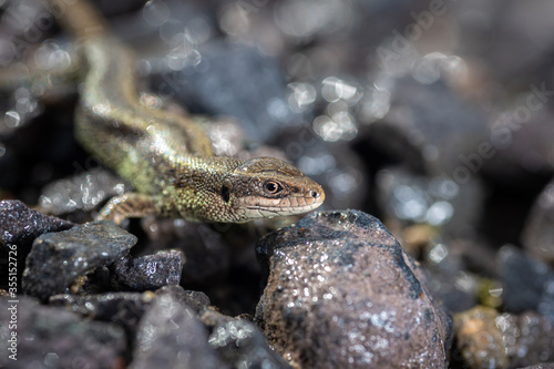 lizard viviparous on granite crumbs under the sun