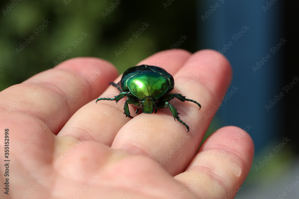 Macro photo of Cetonia Aurata on hand Macro photo of Cetonia Aurata on hand