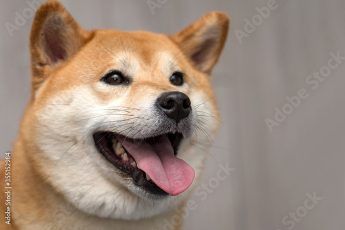 Red Shiba inu Dog on Gray Background