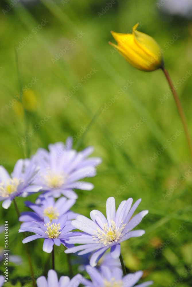 Fototapeta premium flowers in the garden