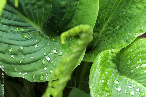 Green leaves of hosta. Bush of hosta. Close up green leaves. Plants background photo