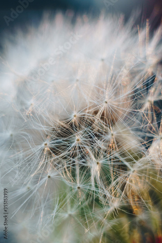 macro photo of white dandelion fluffs