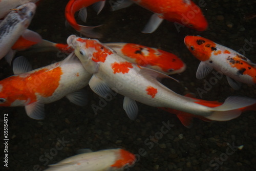 Koi fish in a pond 