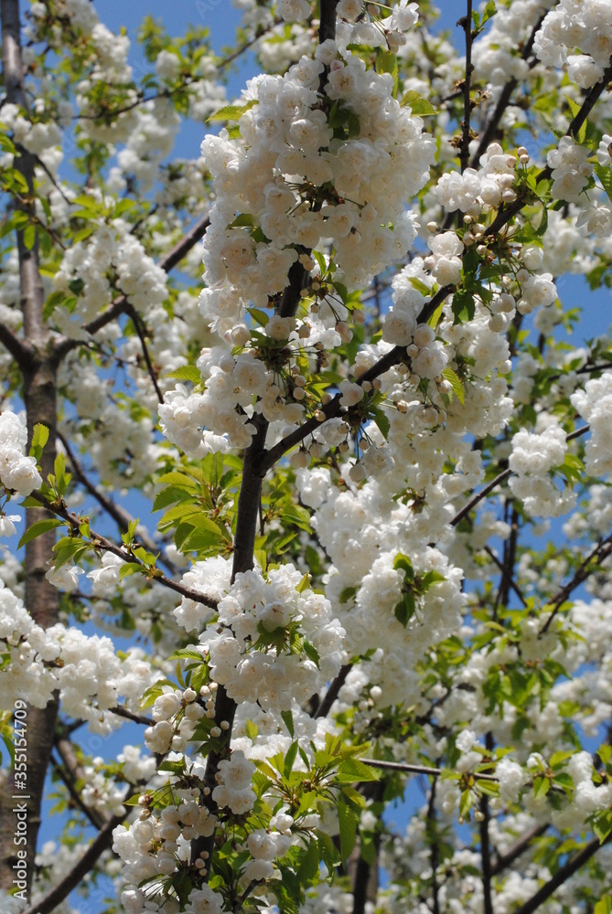 blooming apple tree blooming apple tree