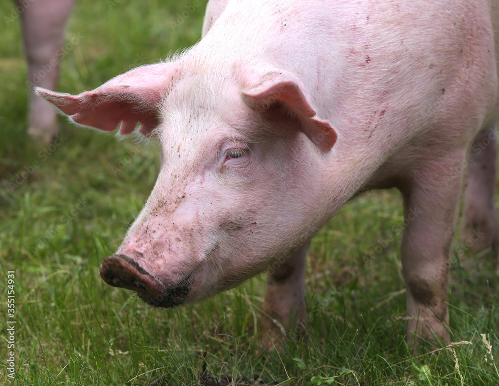 Household pig In fresh green grass in farm Household pig In fresh green grass in farm