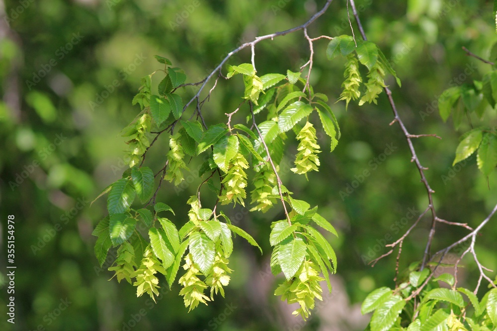 Obraz premium Carpinus branch with leaves and fruit