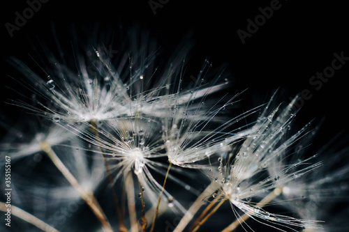 Fototapeta Naklejka Na Ścianę i Meble -  close-up of white dandelion fluff with water drops