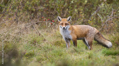 Alert red fox, vulpes vulpes, standing in front of rosehip bush with red fruits and looking in autumn. Attentive mammal with long orange fur and on autumnal meadow from low angle.