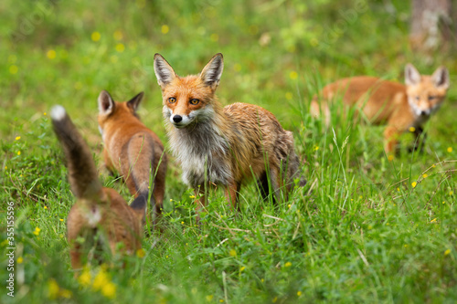 Red fox, vulpes vulpes, family with mother and three cubs hunting and playing on a glade in summer. Protective female mammal guarding her offspring while exploring forest. © WildMedia