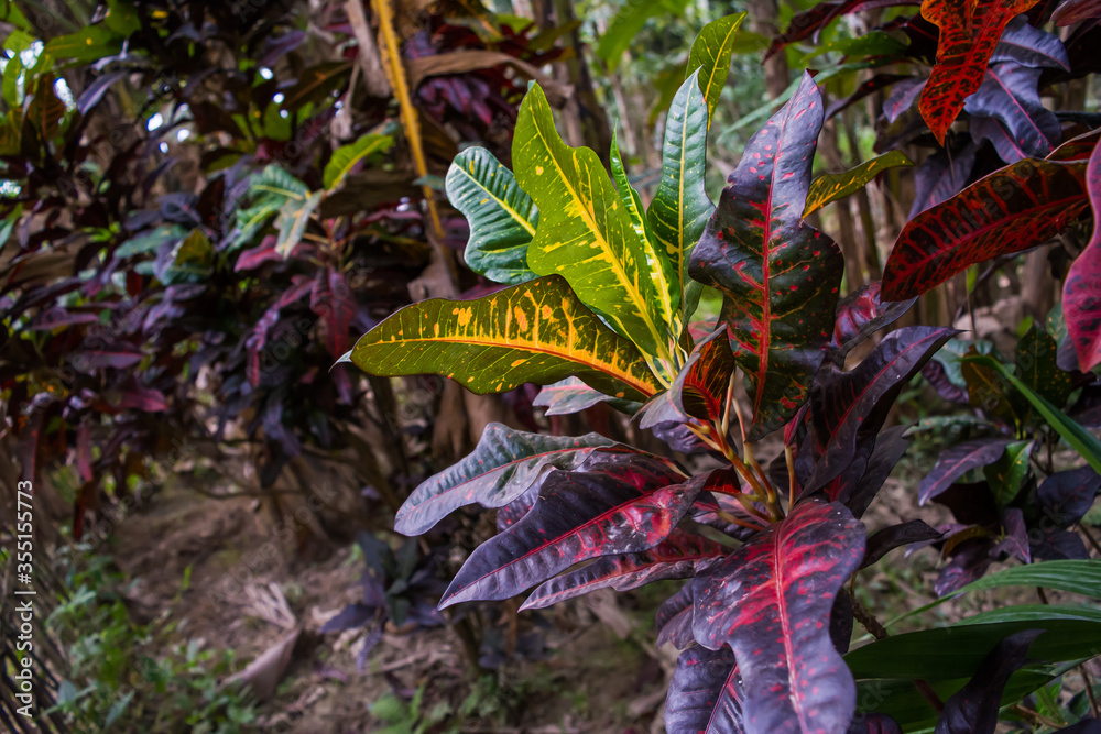 Fototapeta premium Different types of plant and trees in grassland of Kaziranga National Park, India.