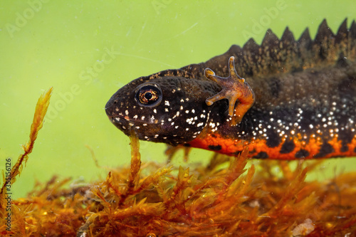 Close-up of danube crested newt, triturus dobrogicus, diving in water in swamp. Head and leg with fingers of spotted amphibian with orange belly swimming underwater. photo