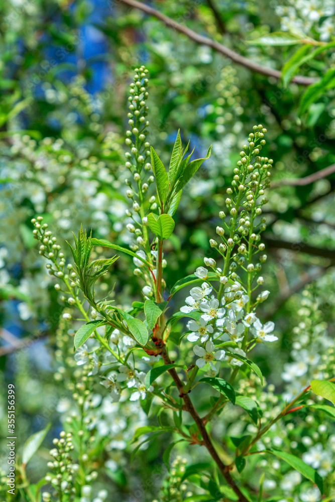 View of blooming bird cherry tree or hackberry tree with beautiful white flowers, growing in the garden View of blooming bird cherry tree or hackberry tree with beautiful white flowers, growing in the garden