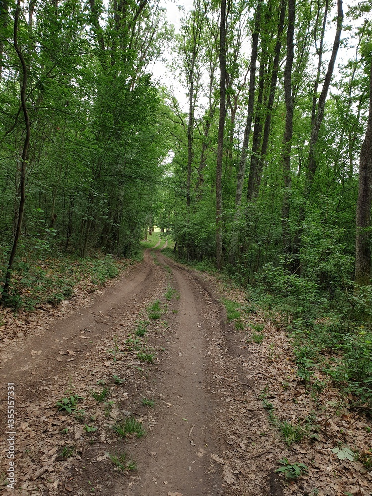 path in the forest