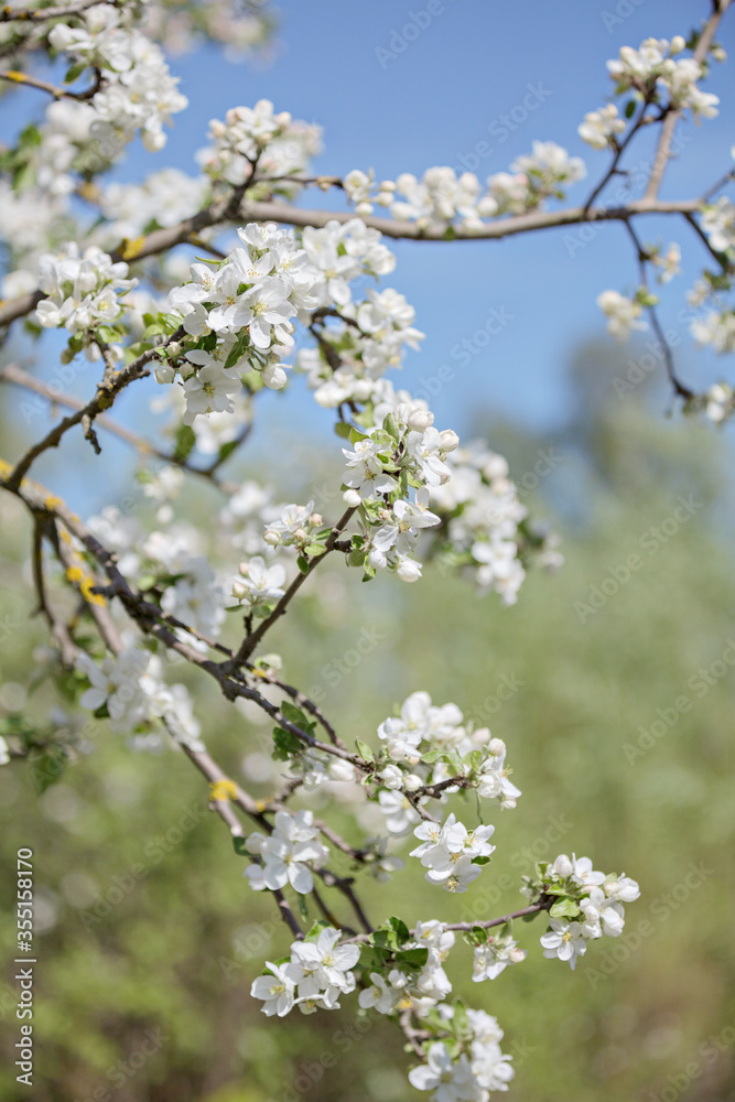 Apple trees in bloom on a clear day. Blue sky