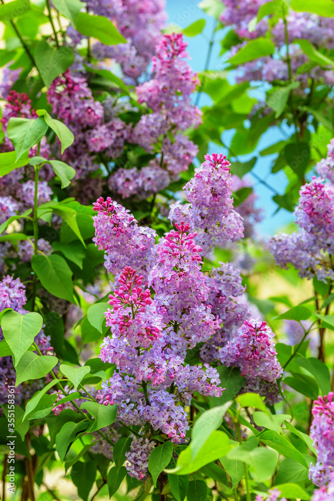 Obraz premium Blooming rose lilac