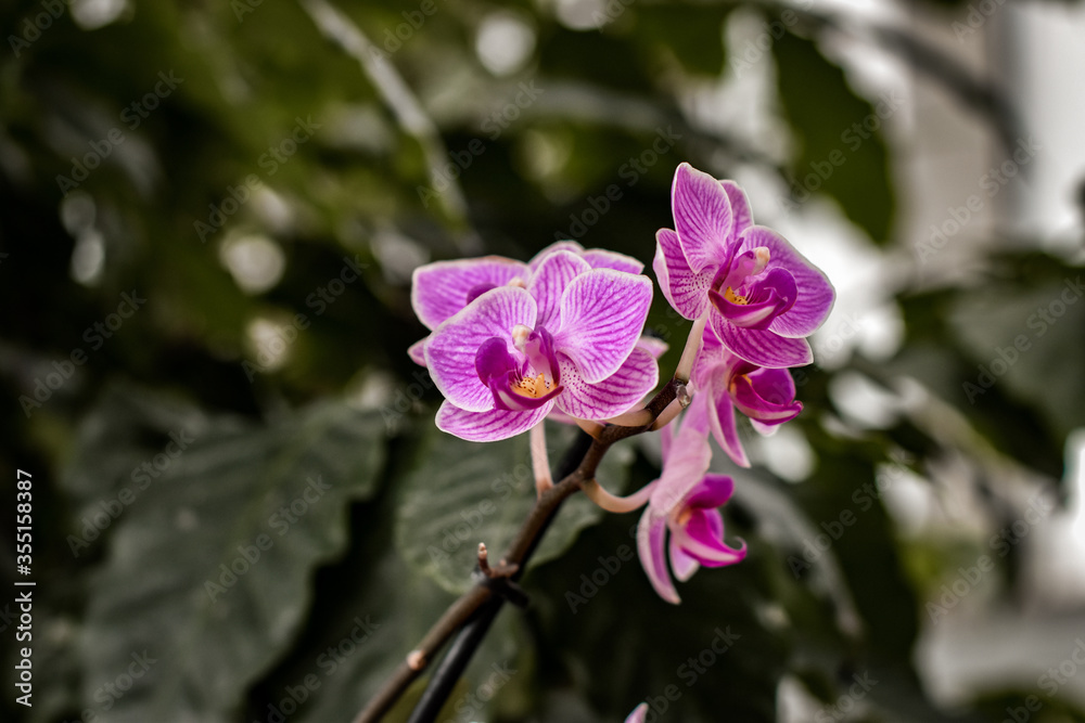 Obraz premium purple flower