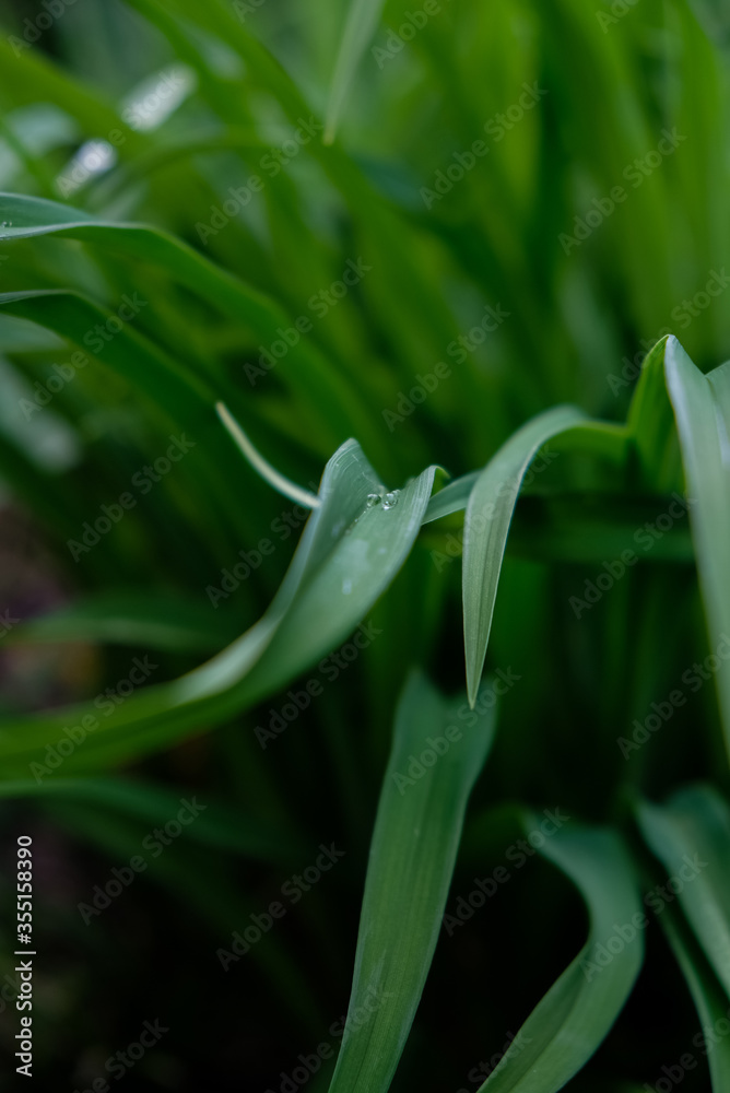 Obraz premium Wassertropfen auf Grashalm