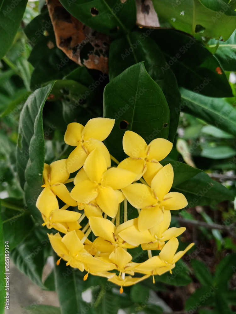 Fototapeta premium Nature green small tree With beautiful flower 