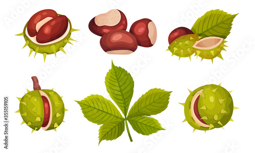 Chestnuts in Cracked Shell with Prickles and Pointed Oblong Leaves Vector Set