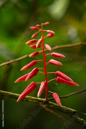 close up of a red flower